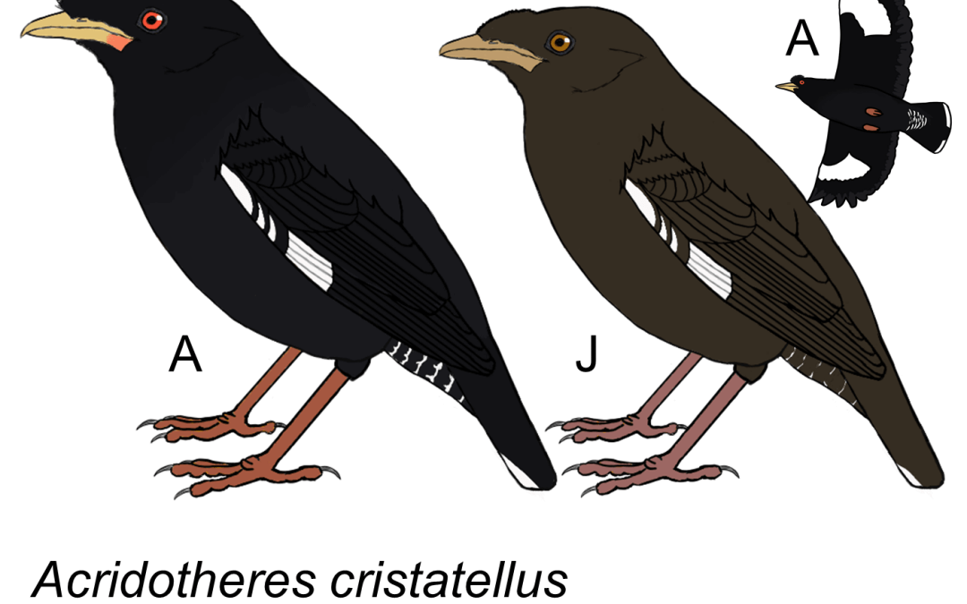 Acridotheres cristatellus