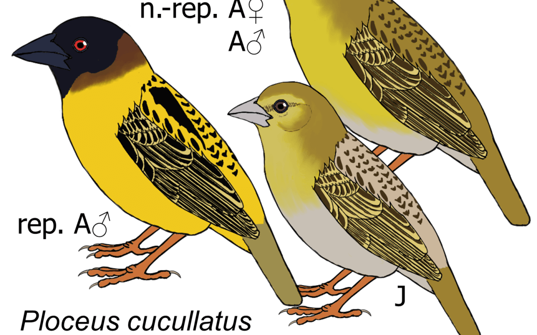 Ploceus cucullatus