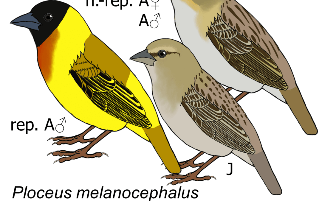 Ploceus melanocephalus