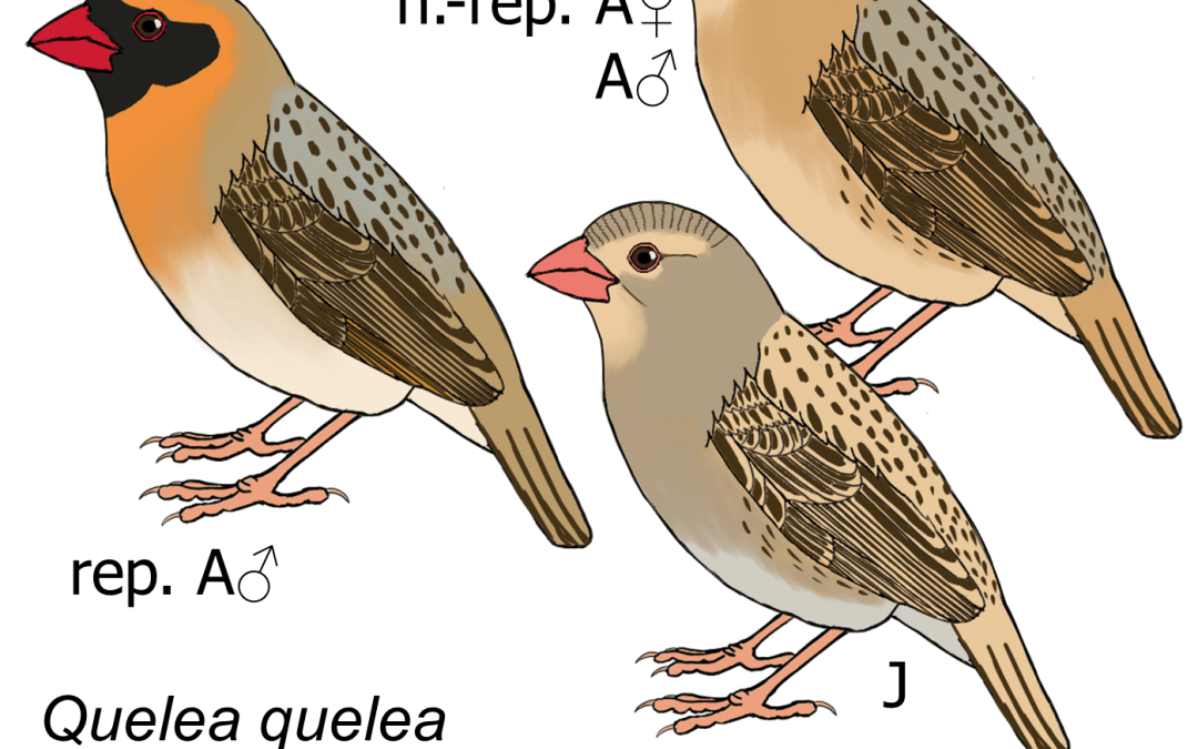 Quelea quelea