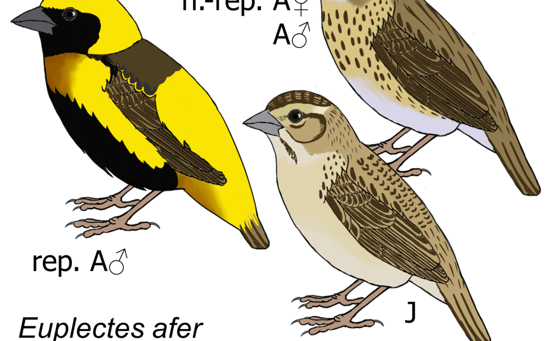 Euplectes afer