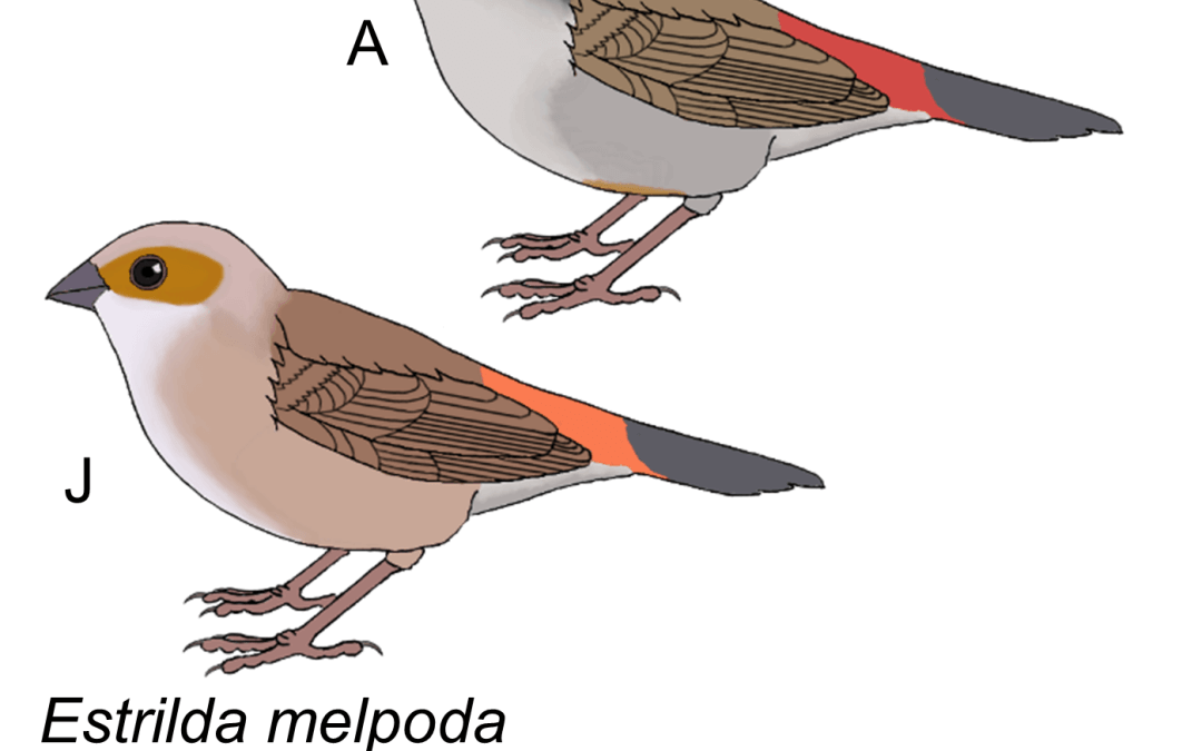 Estrilda melpoda