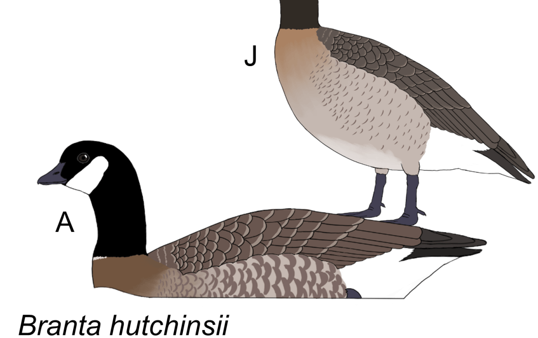 Branta hutchinsii