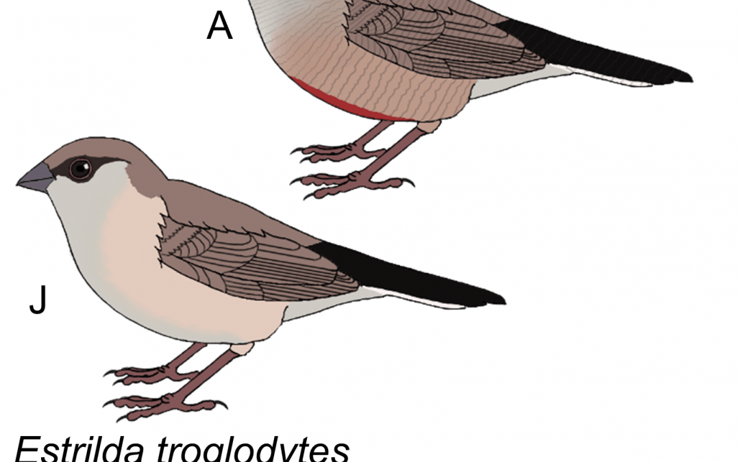 Estrilda troglodytes