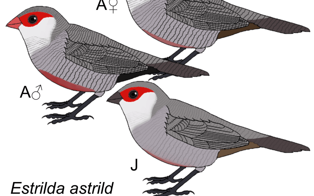 Estrilda astrild
