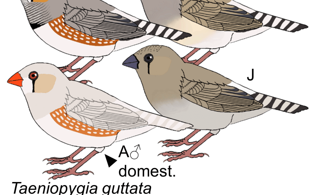 Taeniopygia guttata
