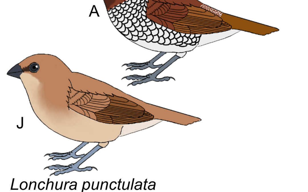Lonchura punctulata