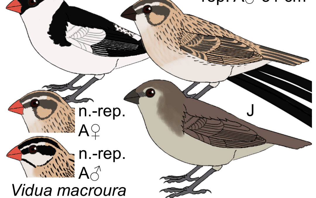 Vidua macroura