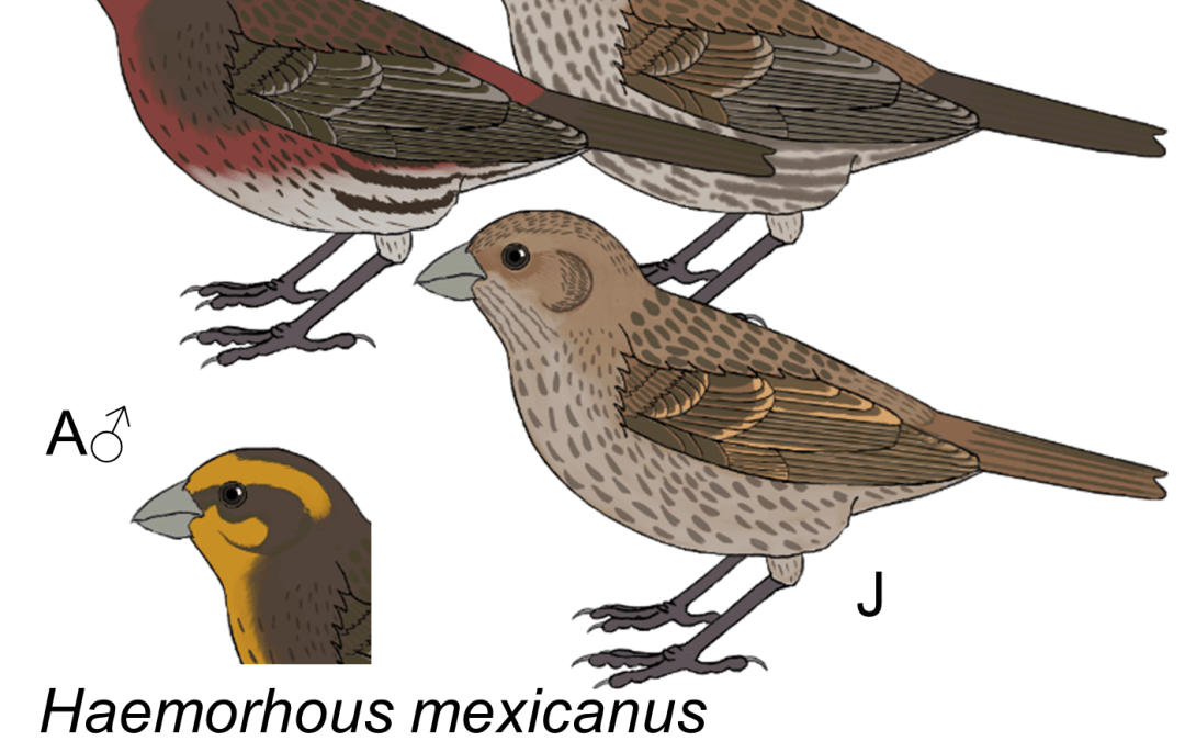 Haemorhous mexicanus