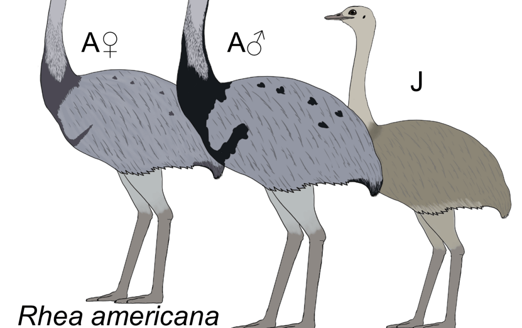 Rhea americana