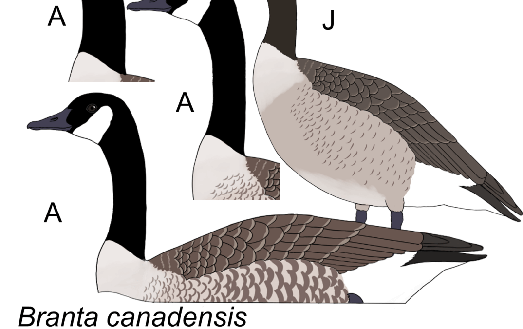 Branta canadensis
