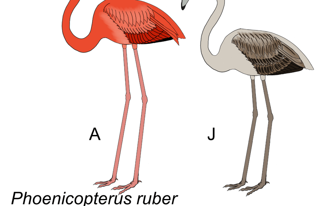 Phoenicopterus ruber