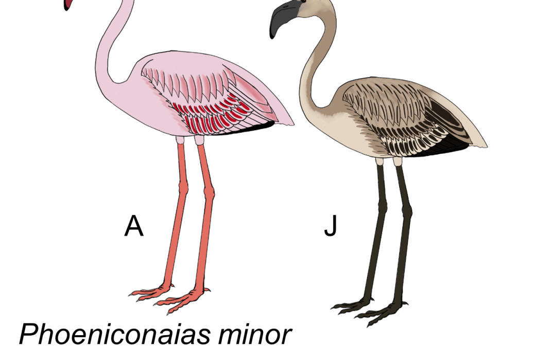 Phoeniconaias minor