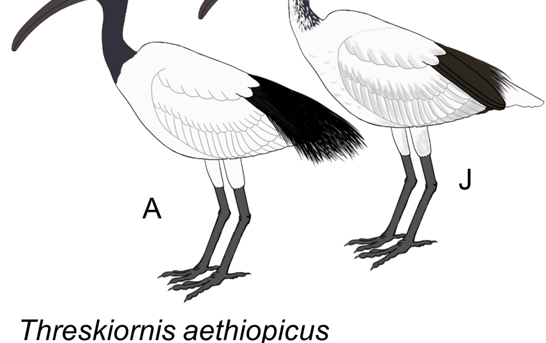 Threskiornis aethiopicus