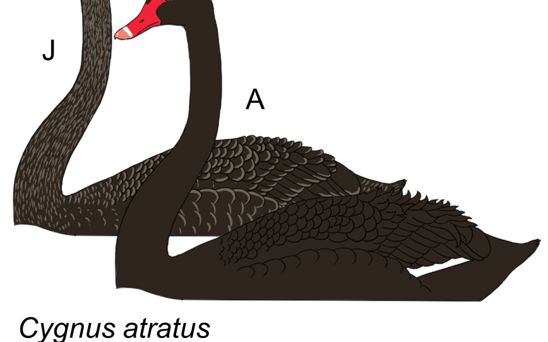 Cygnus atratus