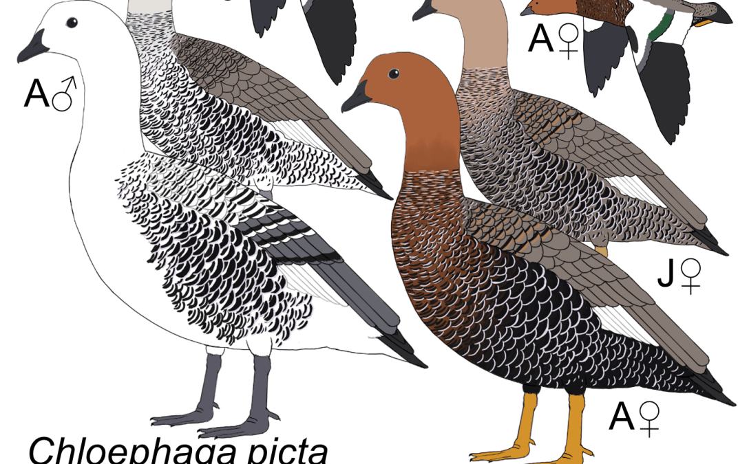 Chloephaga picta
