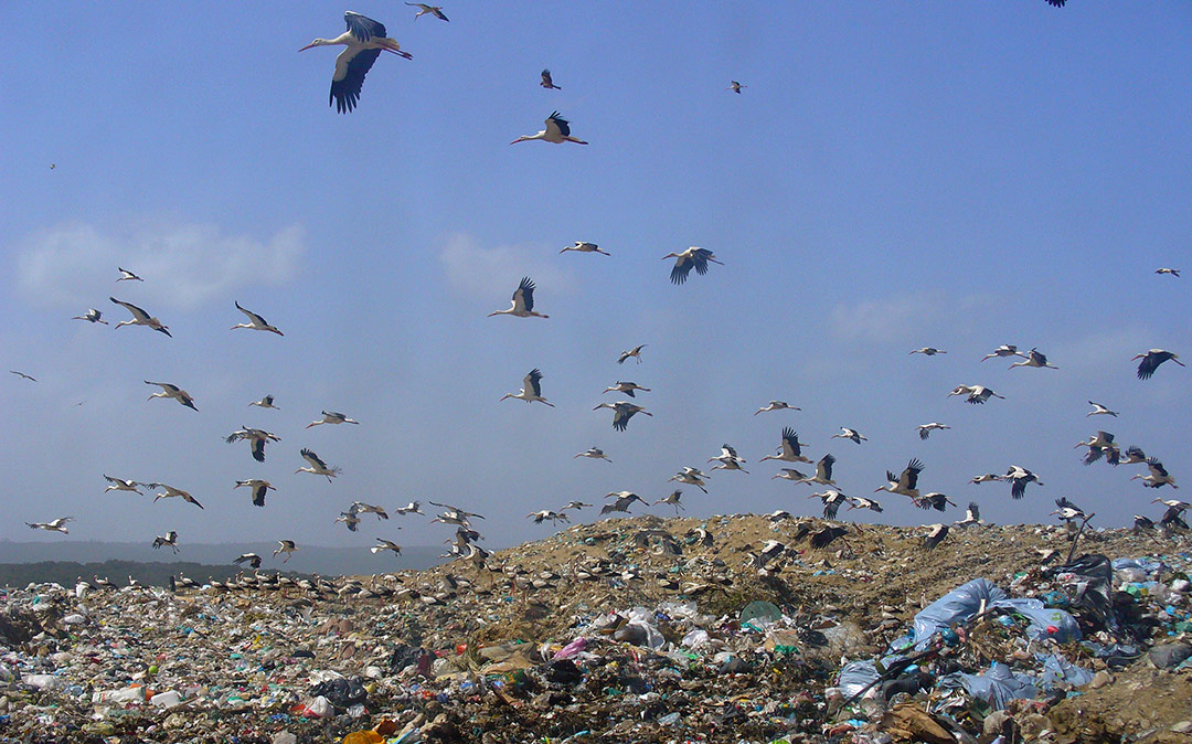 Landfills as food sources for storks: an opportunity or a threat?